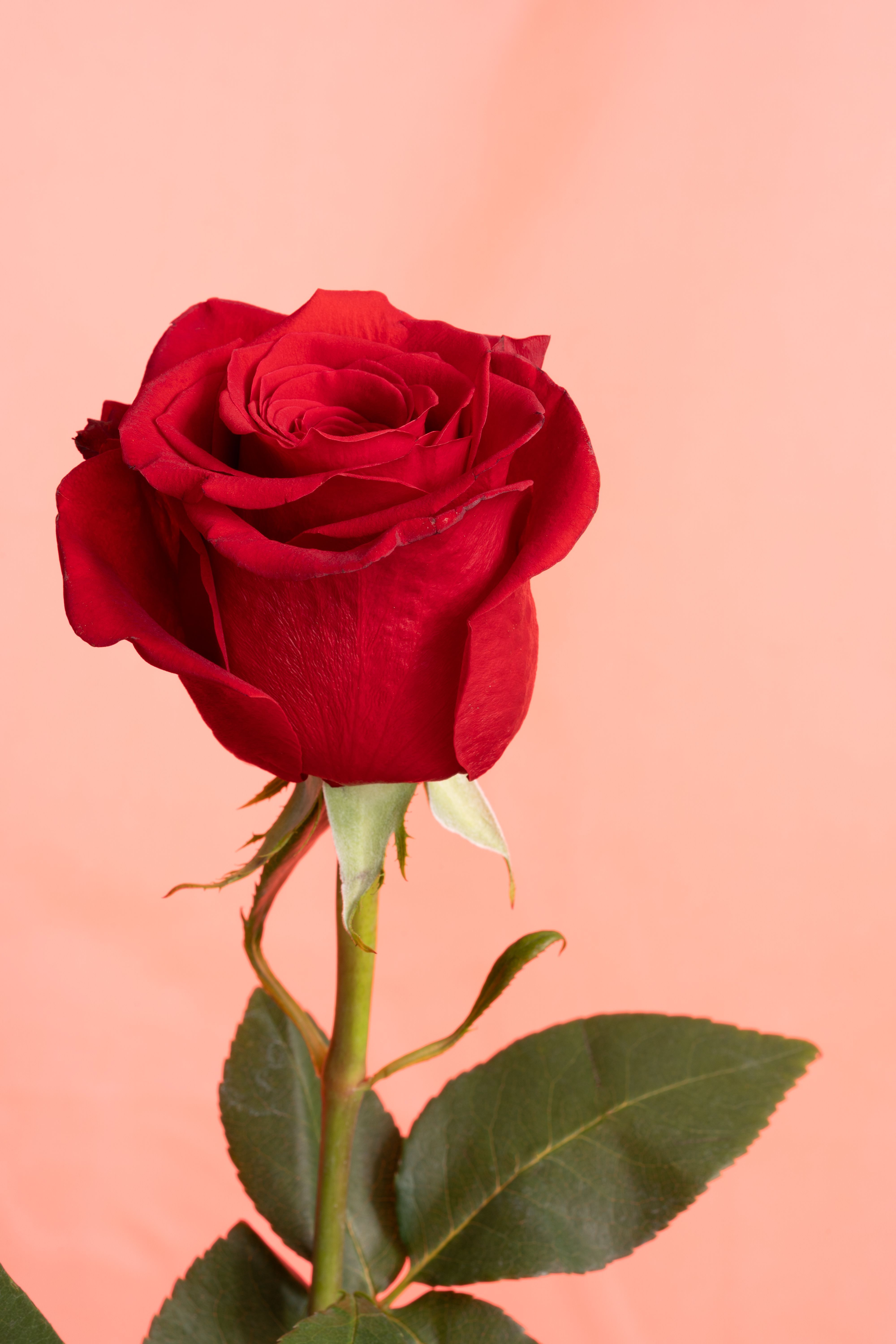 4000x6000 Mawar Merah Elegan Di Latar Belakang Merah Muda Lembut · Foto Stok Gratis