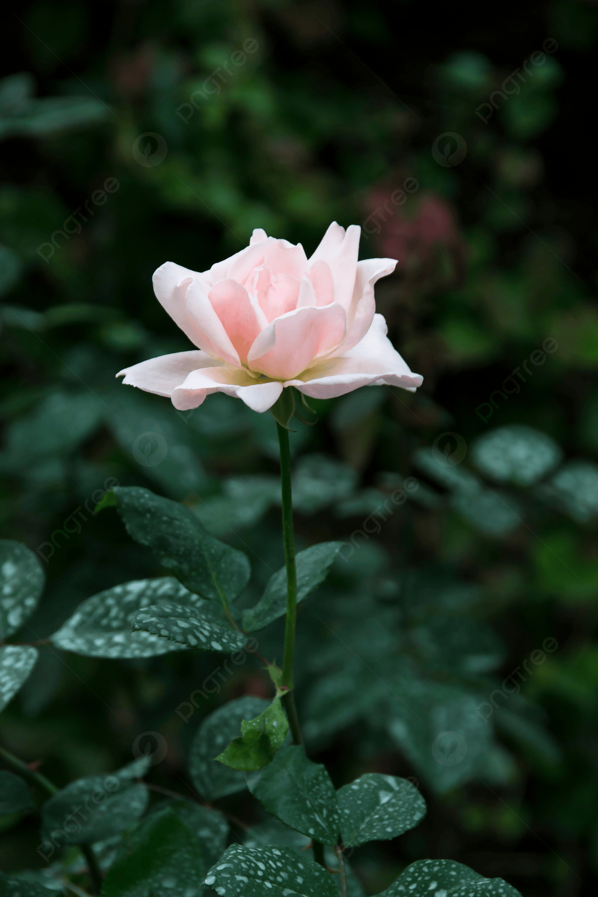 1200x1800 Wallpaper Bahan Fotografi Bunga Mawar Putih Latar belakang Gambar Untuk Download Gratis