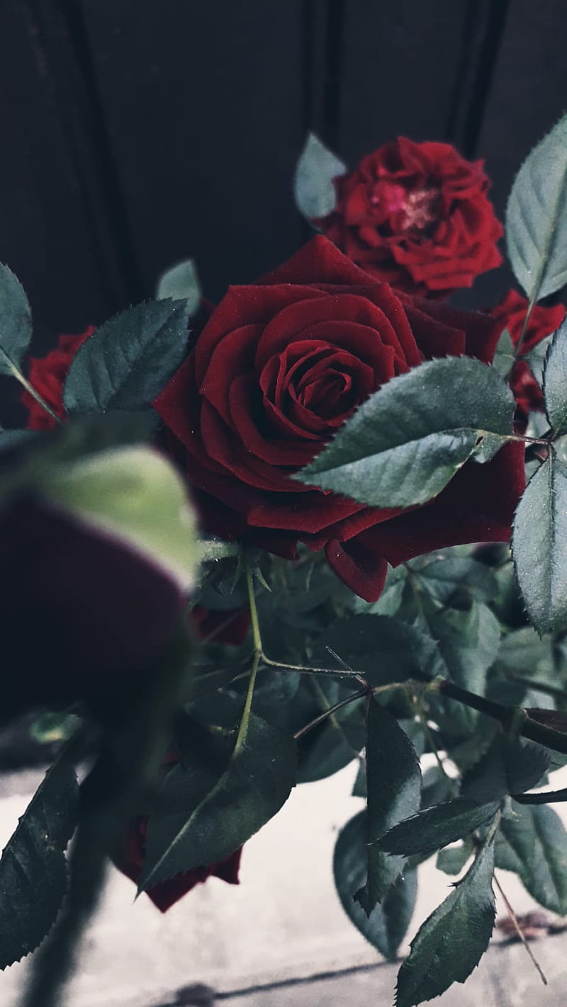 800x1422 1284x2778px, 2K download Gratis. Mawar berdarah, bunga, alam, baru, grafi, merah, mawar, mawar, Wallpaper ponsel HD