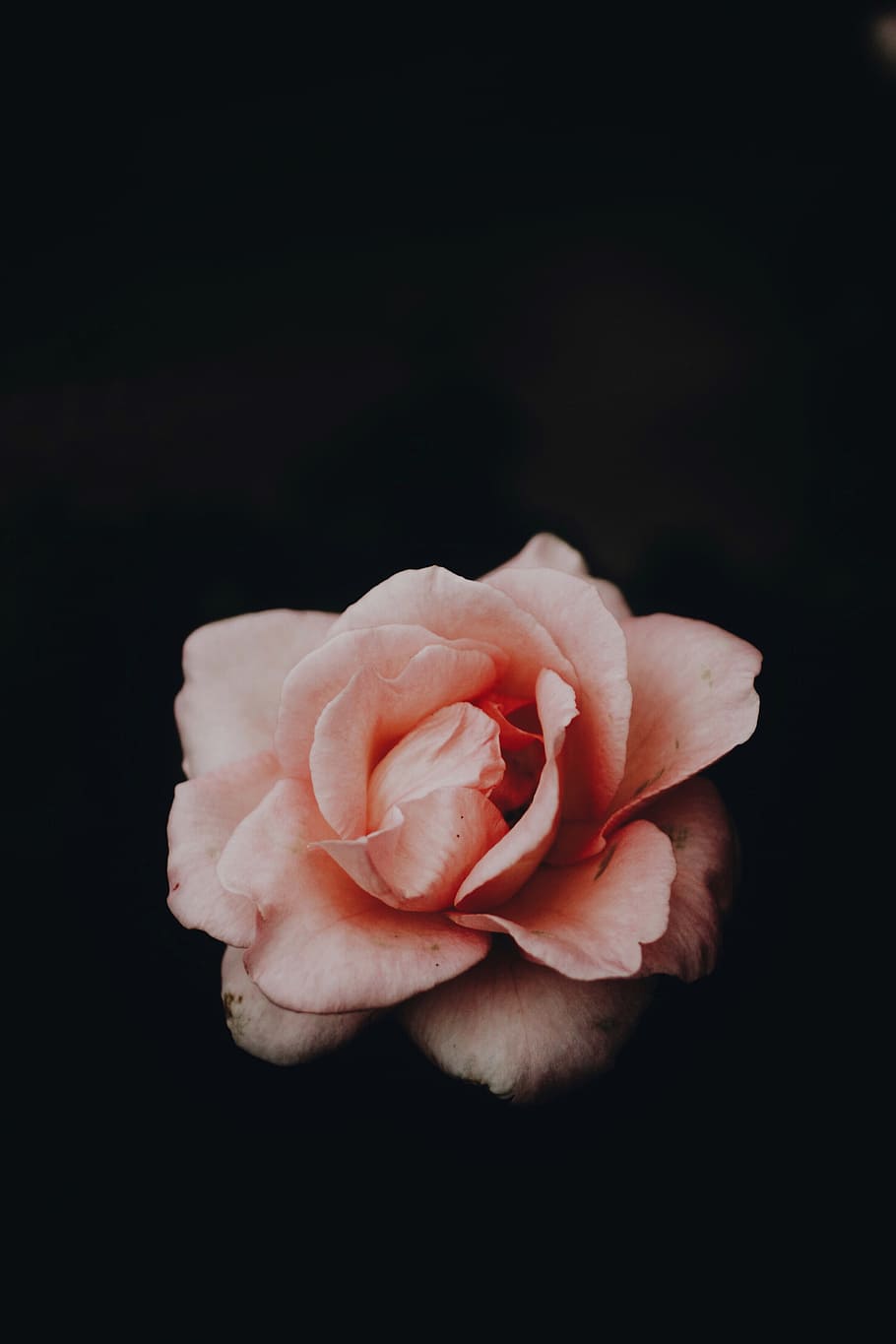 910x1365 2048x1536px Download Gratis. mawar merah muda, gelap, makro, minimal, minimalis, mawar, hitam, merapatkan