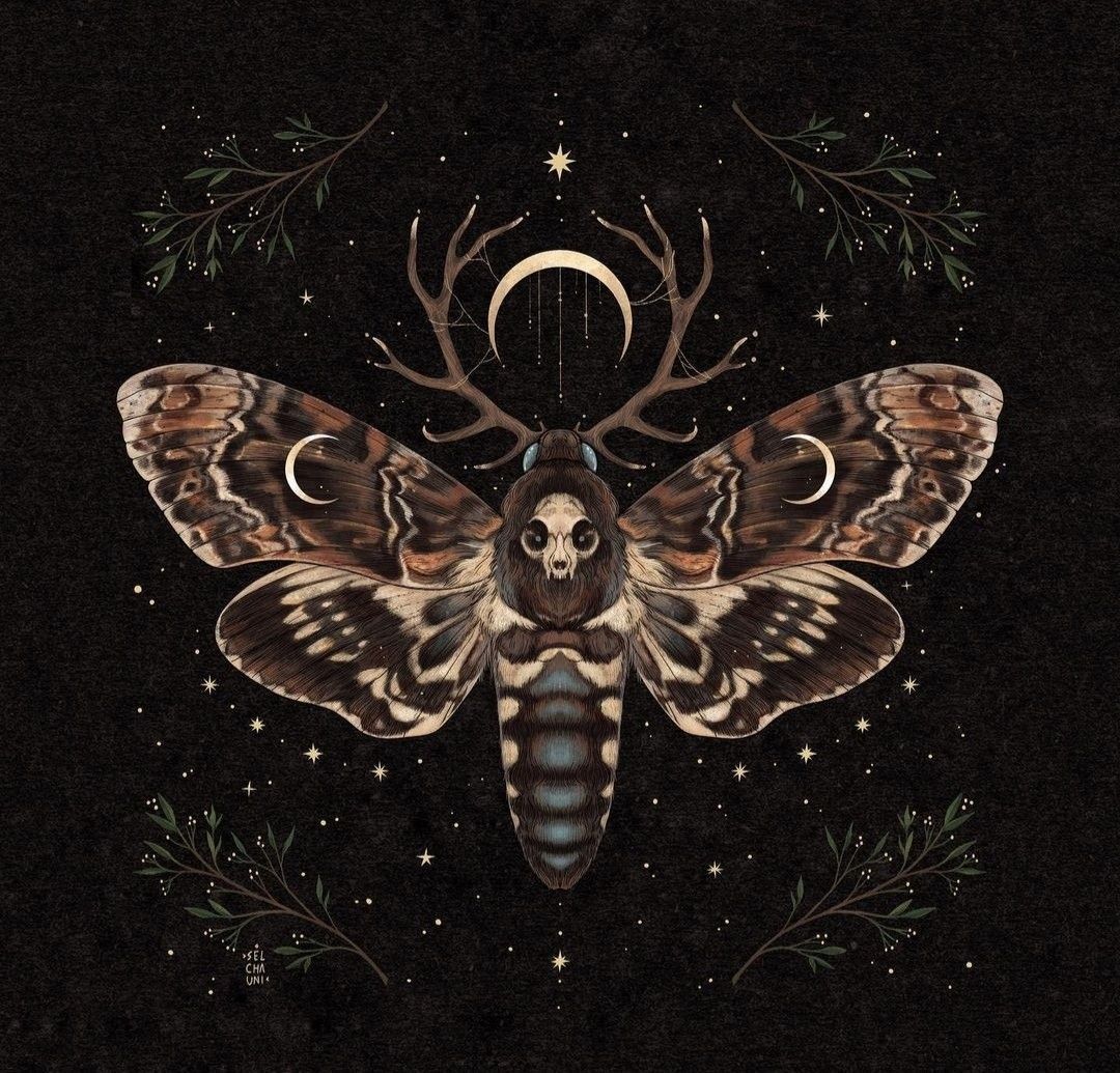 1080x1035 'moths'\ ideas. moth, cute moth, beautiful bugs