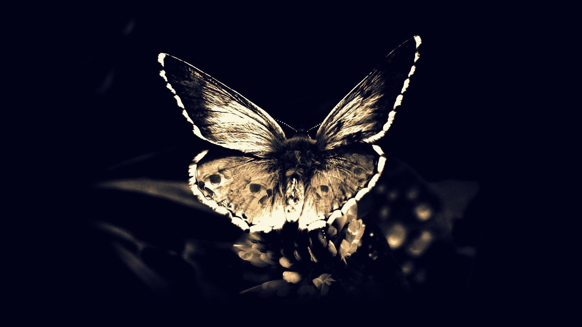 1920x1080 Moth Wallpaper