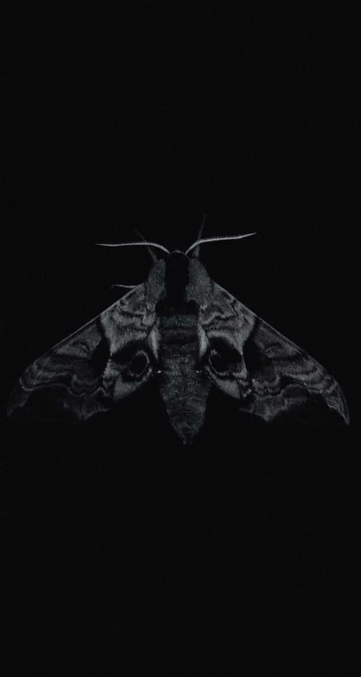 736x1377 Witchy Moth Wallpaper. Moth on black background, Moth wallpaper iphone, Death moths
