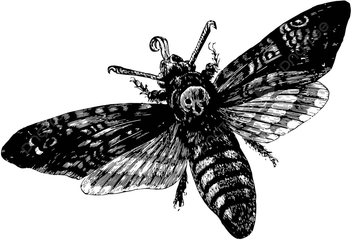 1200x819 Death Head Hawkmothvintage Illustration White Illustration Hawkmoth Vector, White, Illustration, Hawkmoth Illustration Background And Wallpaper For Free Download