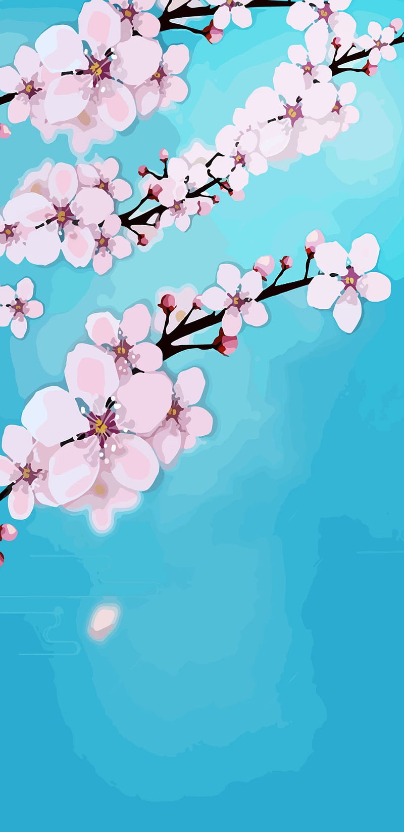 800x1644 Cherry Blossom, blossom, blossoms, blue, cherry, flower, girly, nature, pink, HD phone wallpaper