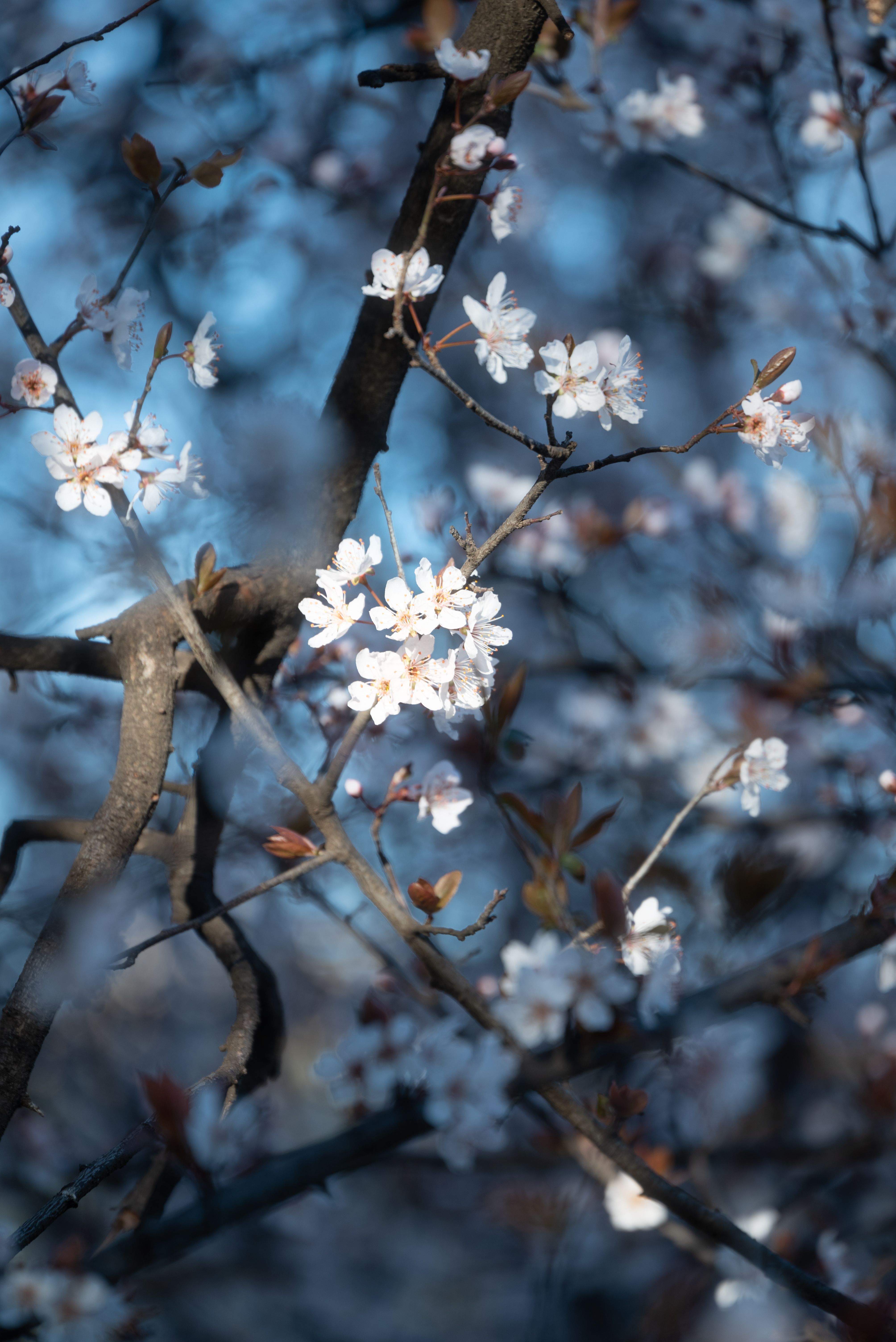 4016x6016 Blue Blossom Photo, Download The BEST Free Blue Blossom & HD Image