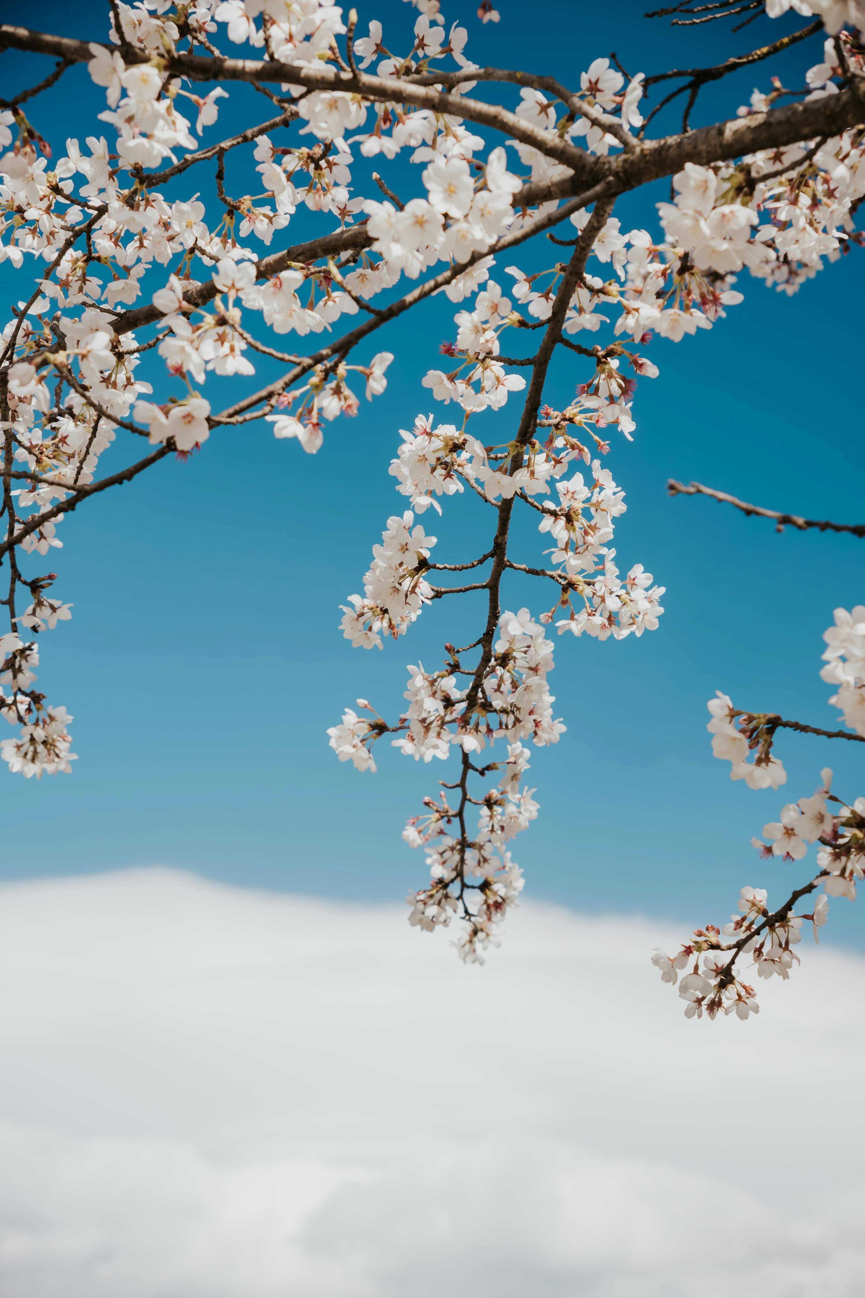 3000x4500 Cherry blossoms bloom against a bright blue sky