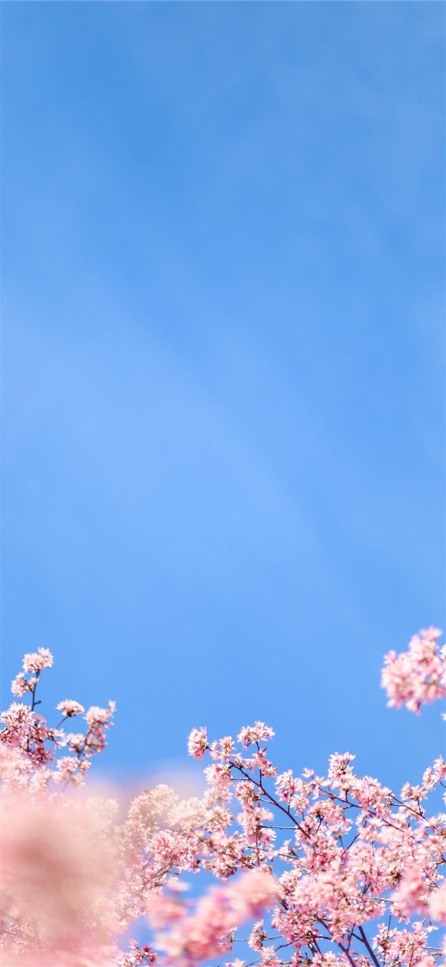 640x1385 white cherry blossom under blue sky during daytime iPhone X Wallpaper Free Download