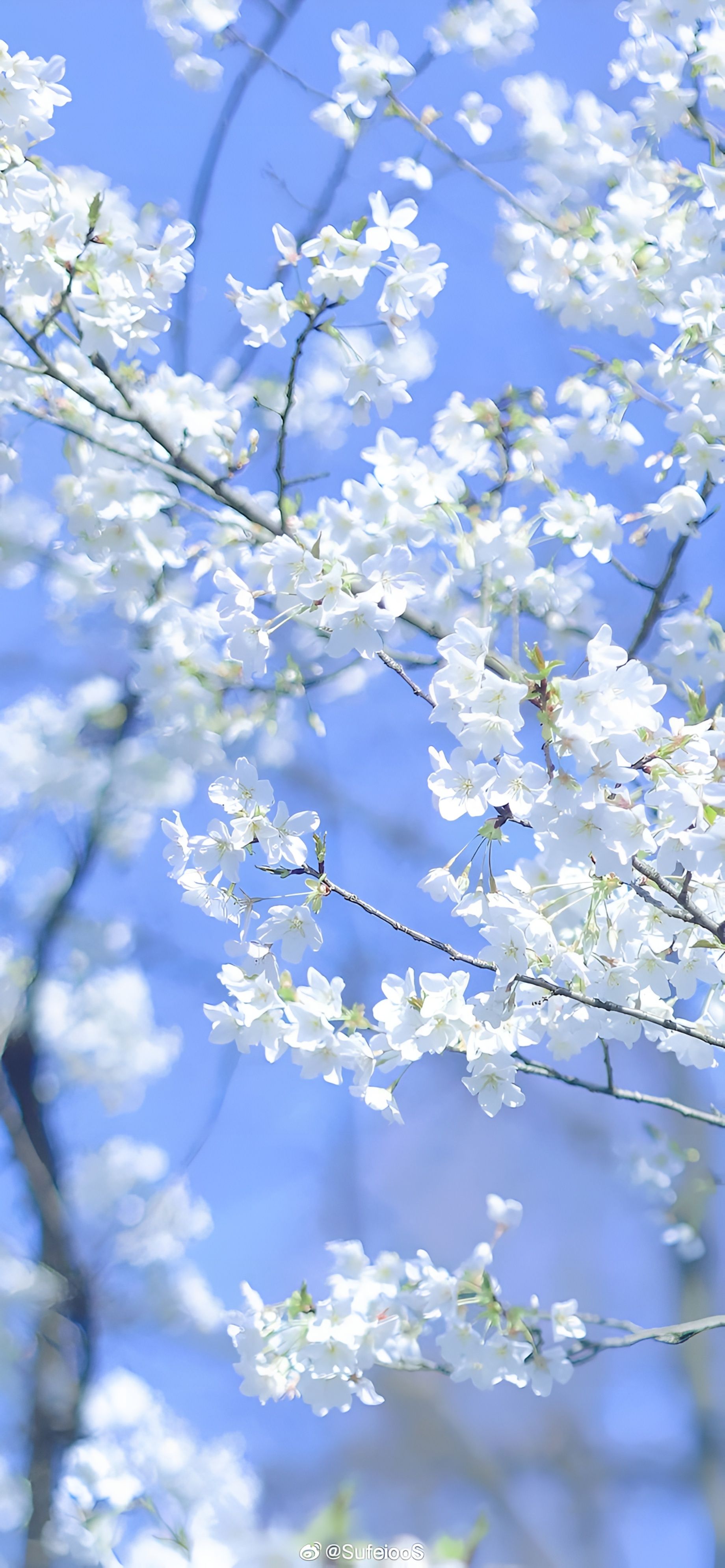 1840x3980 White Cherry Blossom Wallpaper in Full Bloom Against Blue Skyx3980