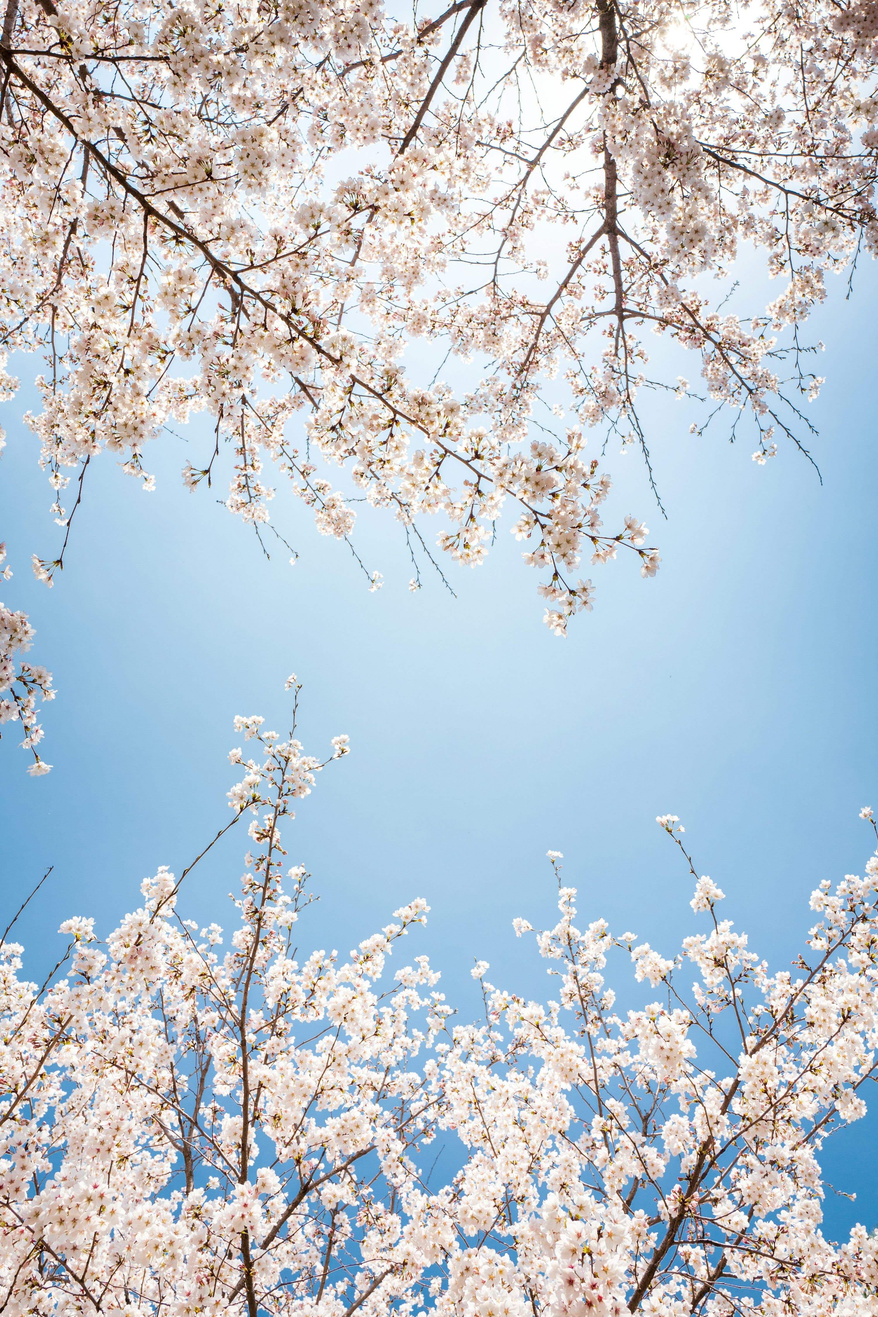 3000x4500 White cherry blossom under blue sky during daytime