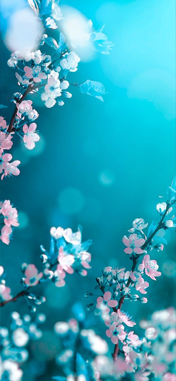 736x1593 Pink and Blue Flowers Wallpaper Style. Blue spring wallpaper, Blue sea blossoms wallpaper, Blue