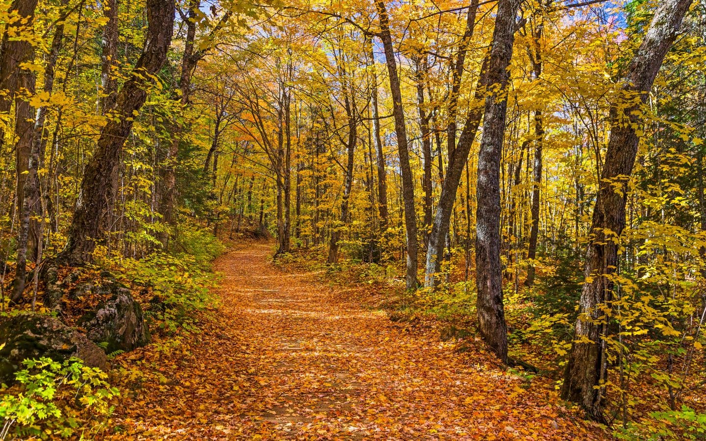 1440x900 Best Places to See Fall Foliage in Southwest Michigan