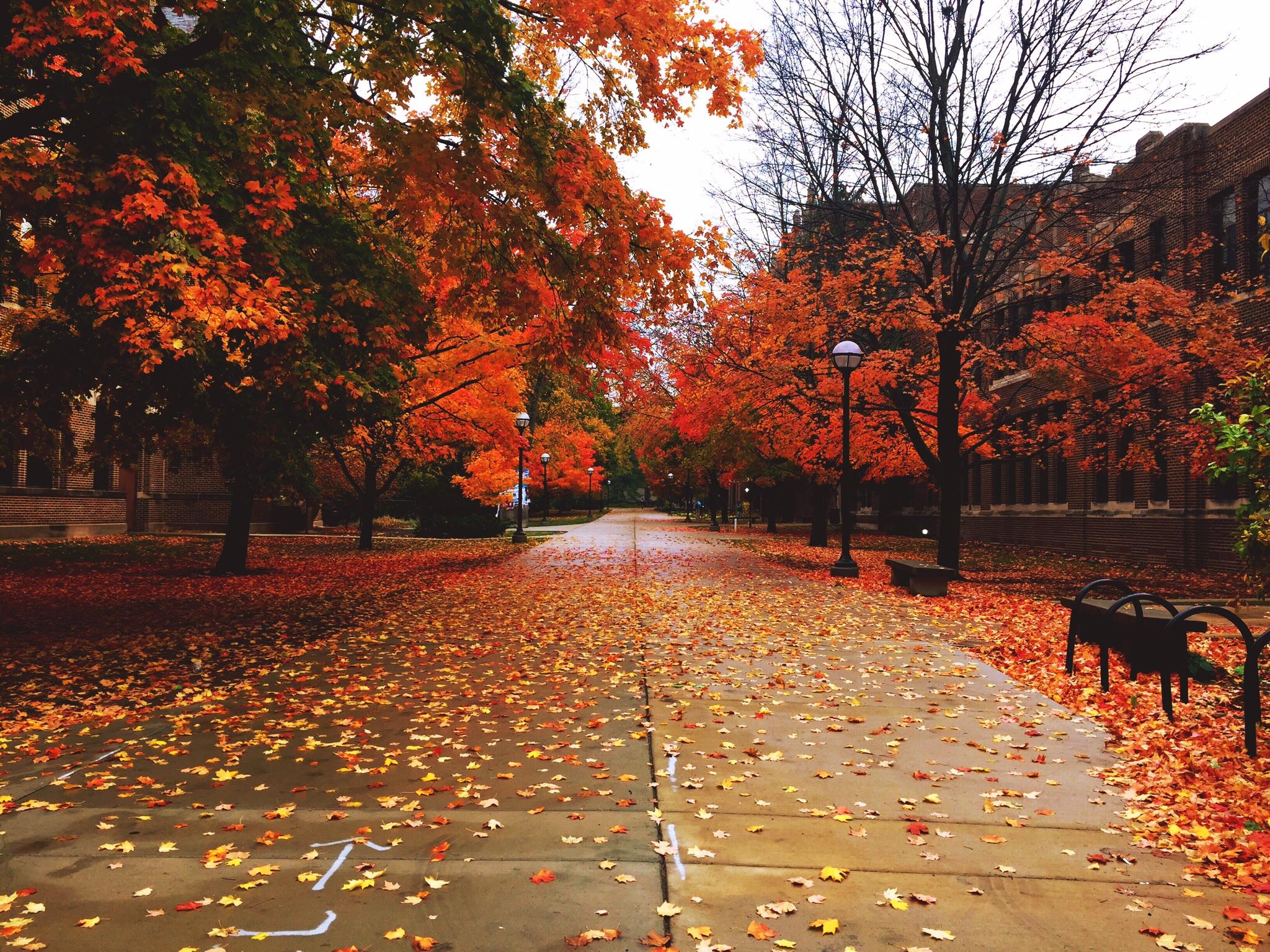 2048x1536 Autumn at the University of Michigan