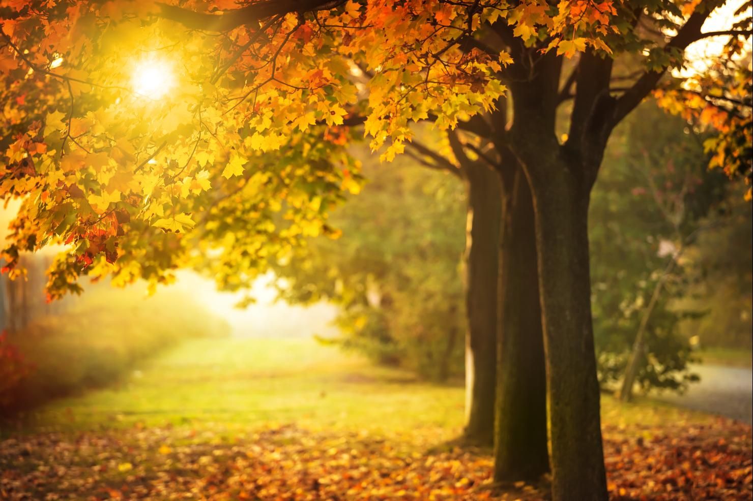 1480x986 Michigan Town Named One Of The Best For Fall Foliage In US