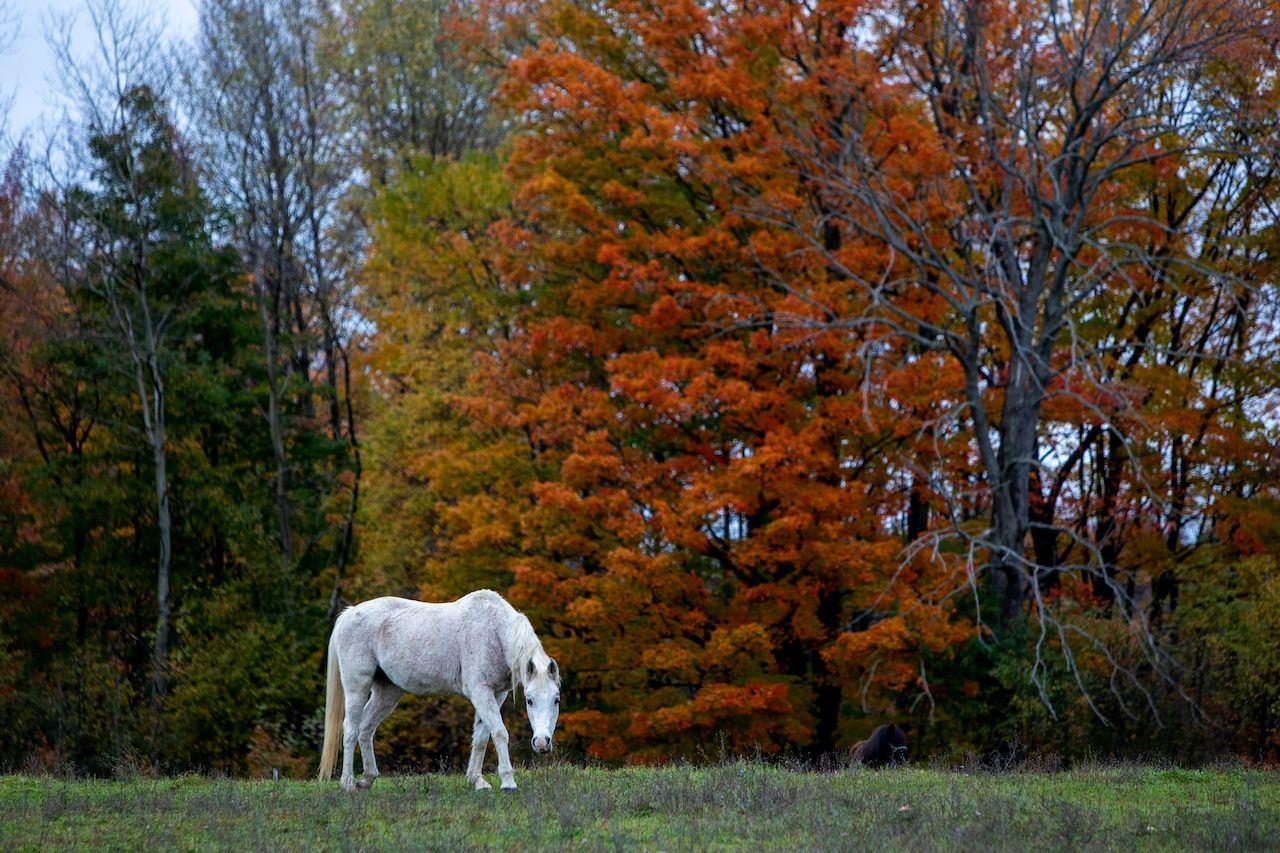 1280x853 See photo of brilliantly colorful leaves, changing late across West Michigan