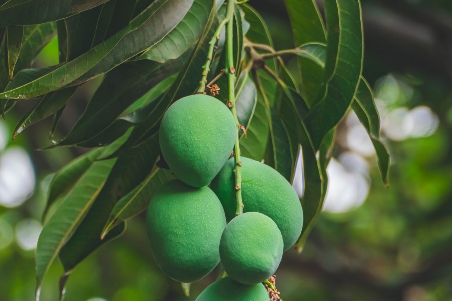 1500x1000 Green Fruit Photo, Download The BEST Free Green Fruit & HD Image