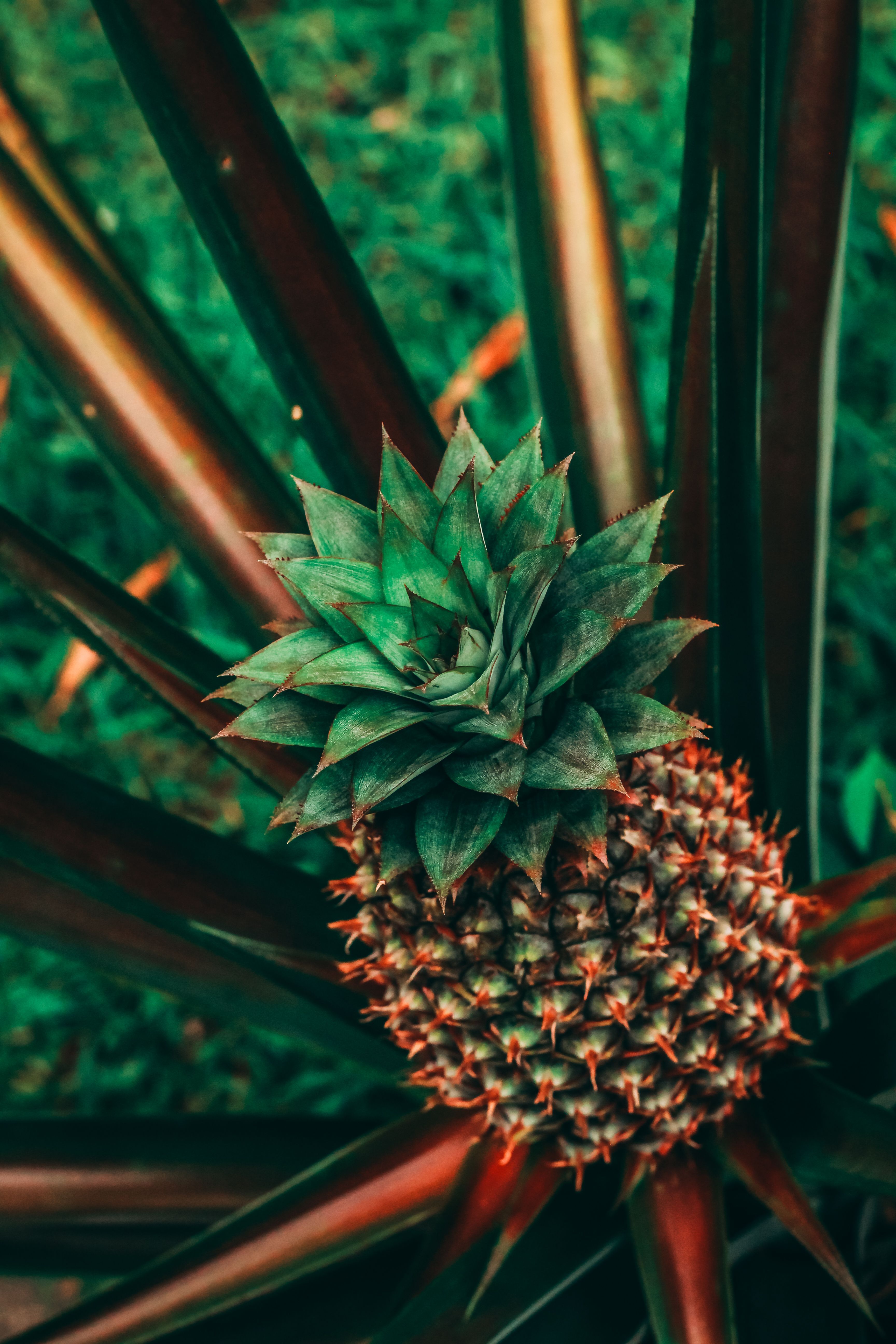 3456x5184 Selective Focus Photography of Green Pineapple Fruit · Free