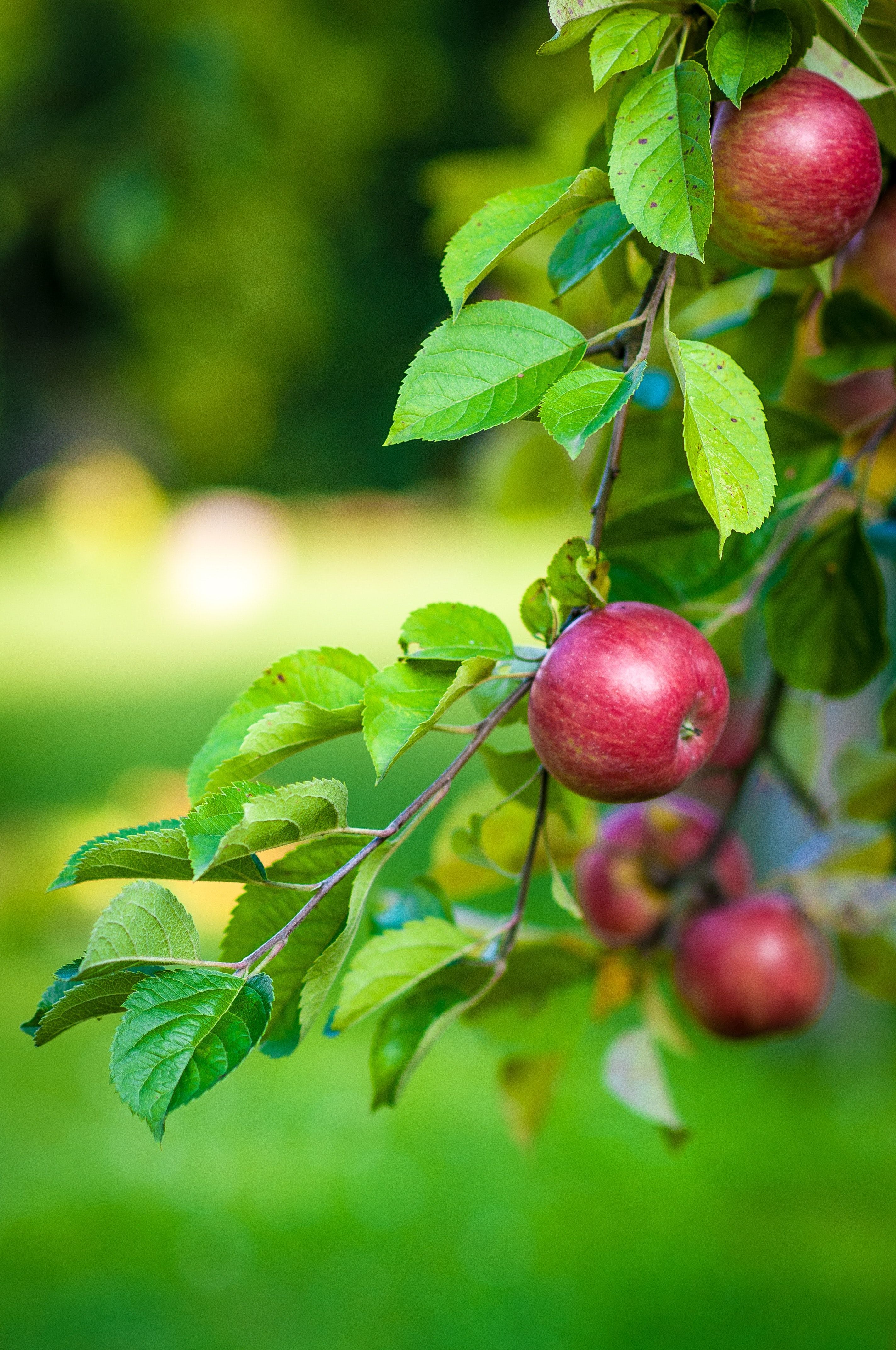 2848x4288 Free photo: Green Leaves and Red Apple Fruit, Fruit, Leaves