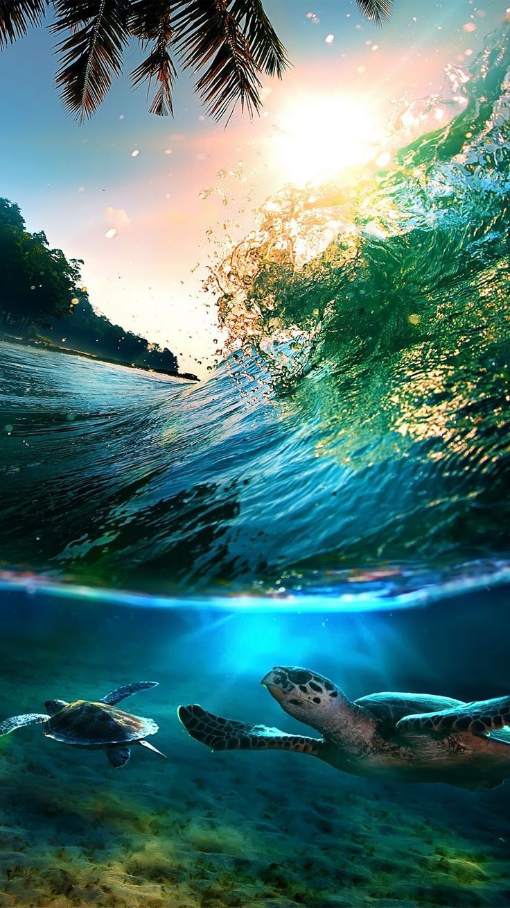 736x1308 Beautiful Ocean Scene with Two Sea Turtles. Danau toba, Wallpaper musim semi, Wallpaper cantik