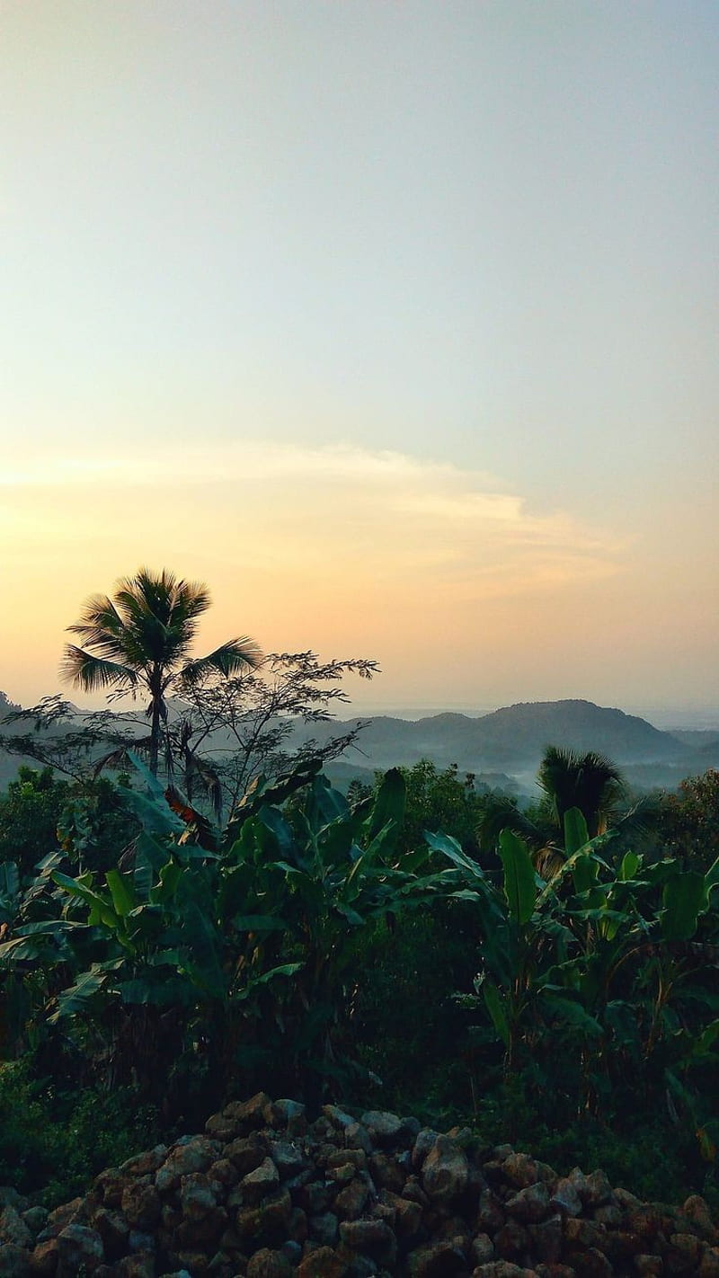 800x1422 Pemandangan, alam, hutan, indah, pagi, bagus, Wallpaper ponsel HD