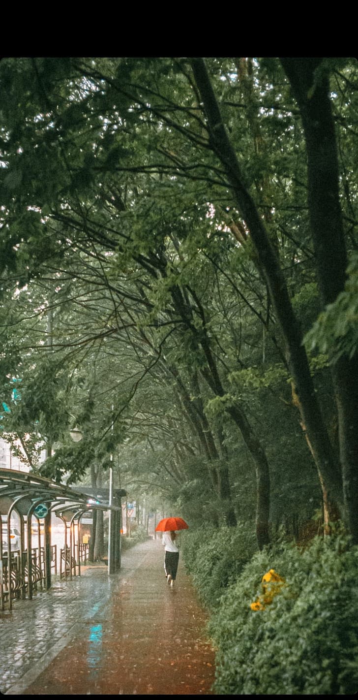 728x1422 Alam, pohon, fotografer, hujan, pemandangan, Wallpaper HD