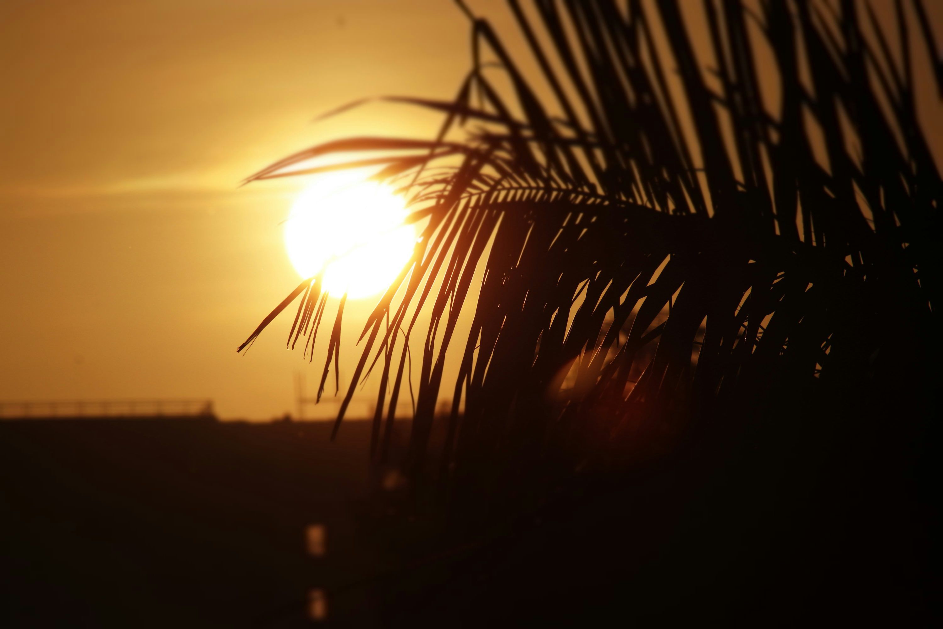 3000x2000 Picture. Download Free Image