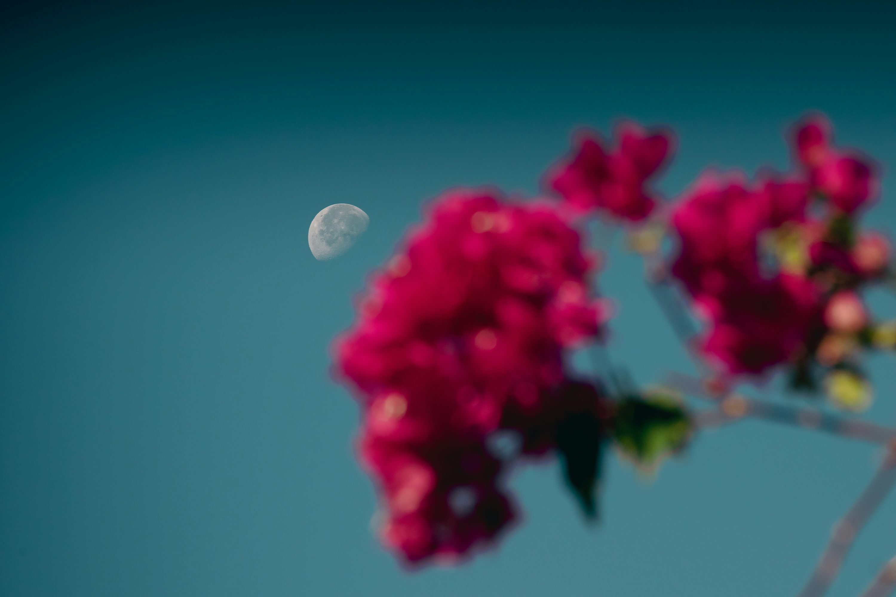 3000x2000 Picture. Download Free Image