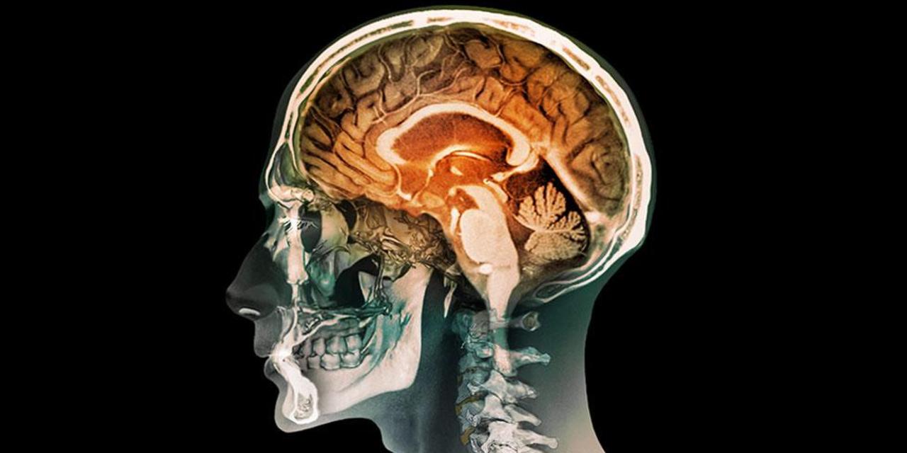 1280x640 Human Brain Wallpaper HD 36896