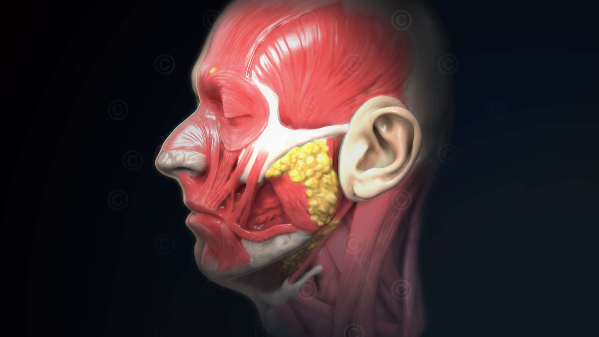 1920x1080 Illustrations anatomy human head
