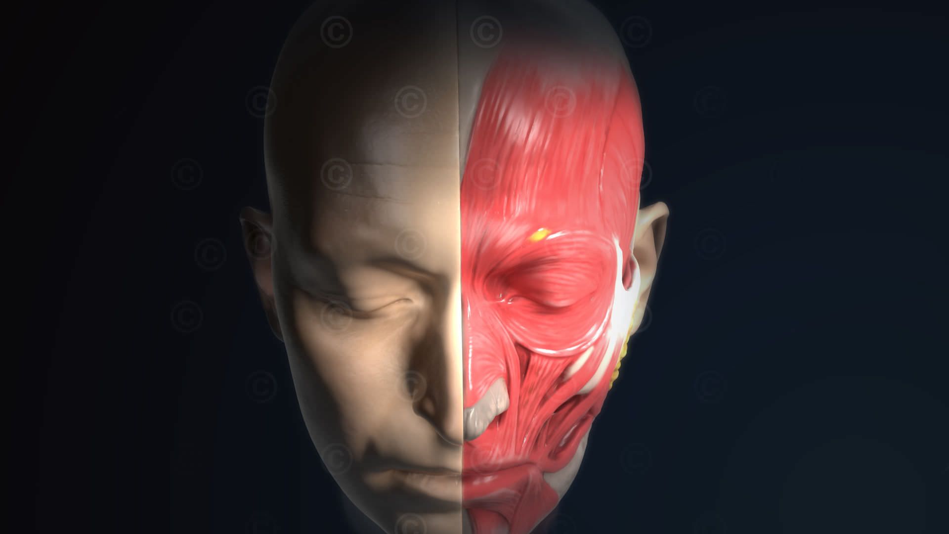 1920x1080 Illustrations anatomy human head