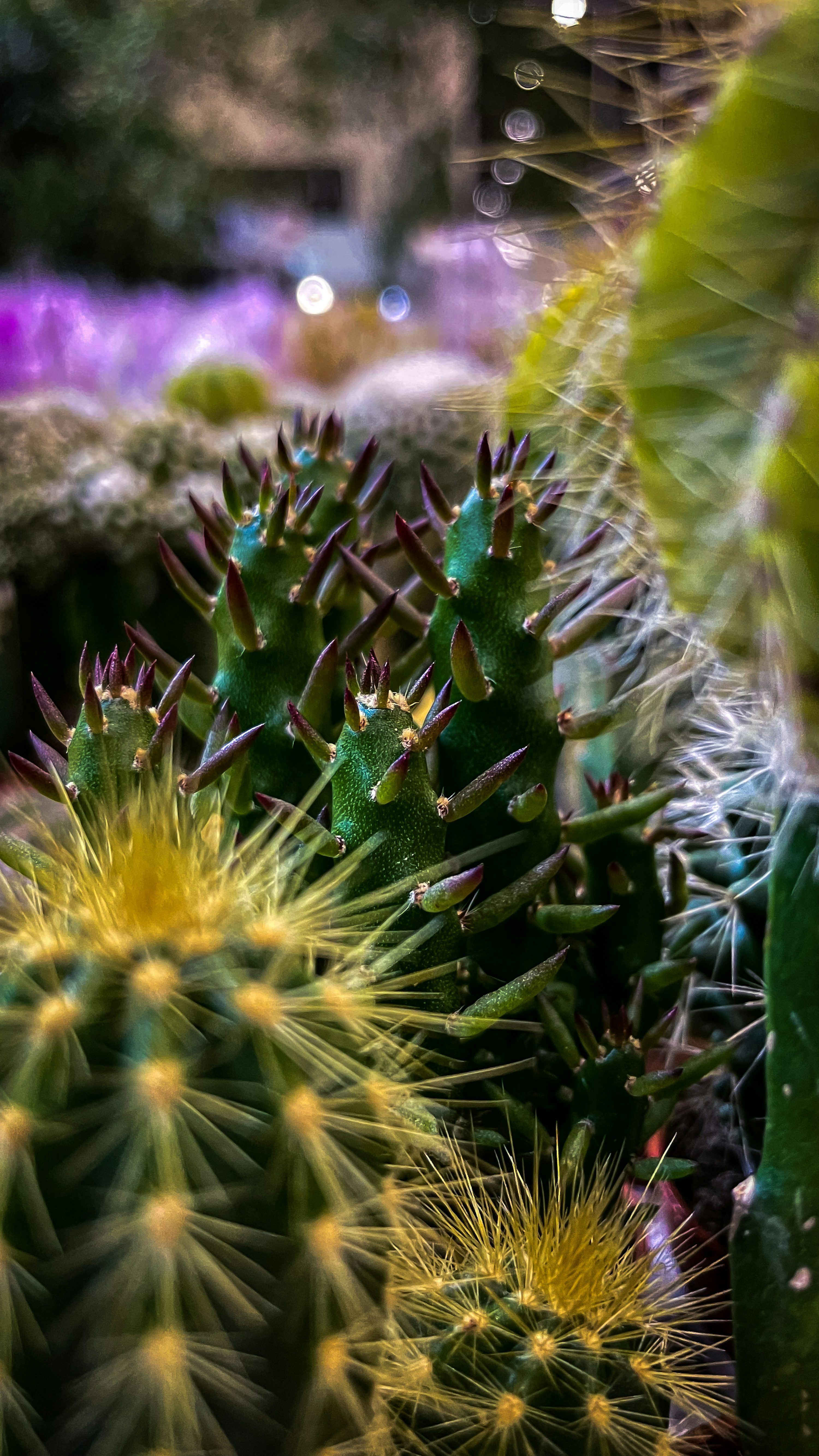 3000x5333 Peyote Picture. Download Free Image