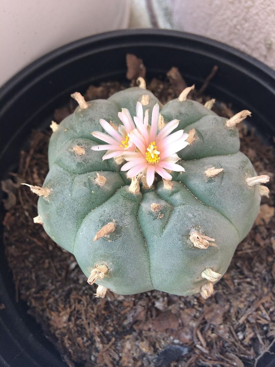 960x1280 Peyote Cactus Wild
