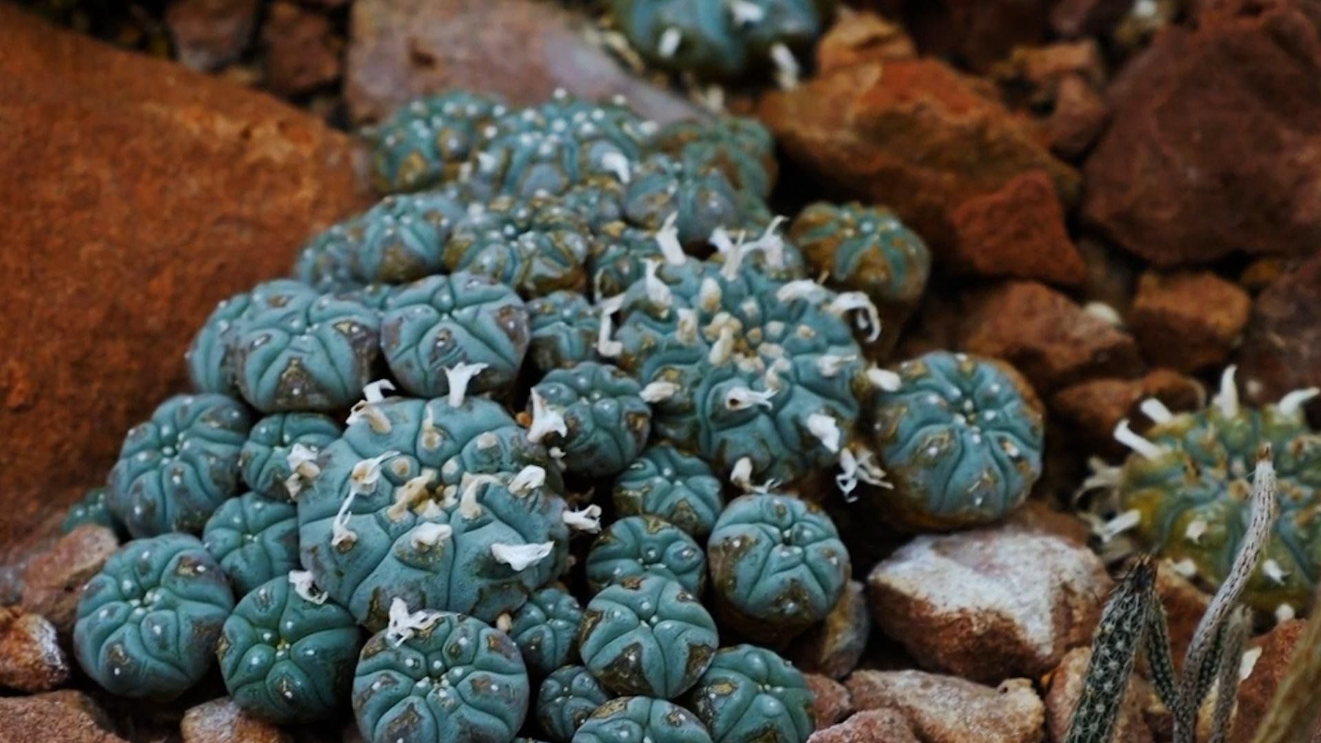 1920x1080 Psychedelics as Medicine: The History of Peyote