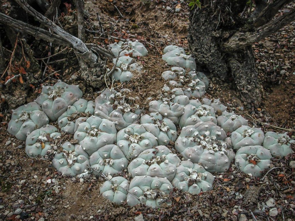 1024x768 Peyote Wallpaper