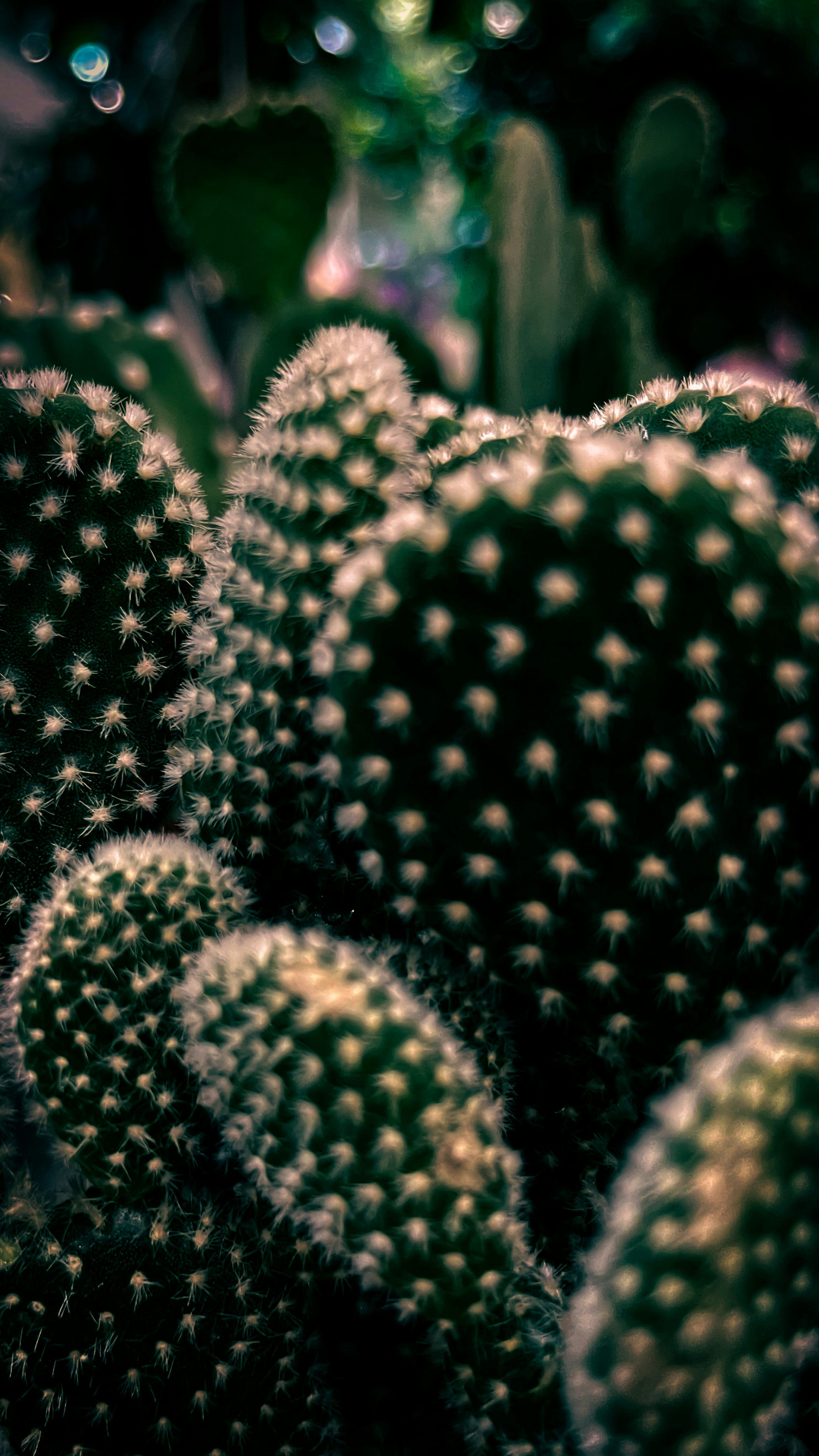 3000x5334 Imágenes de Peyote. Descarga imágenes gratuitas