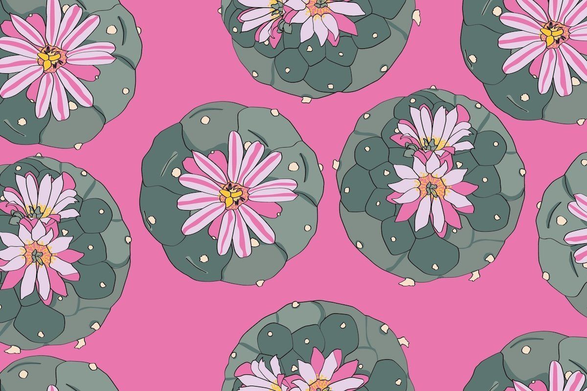 1200x800 What is the Peyote Cactus and is it Legal?