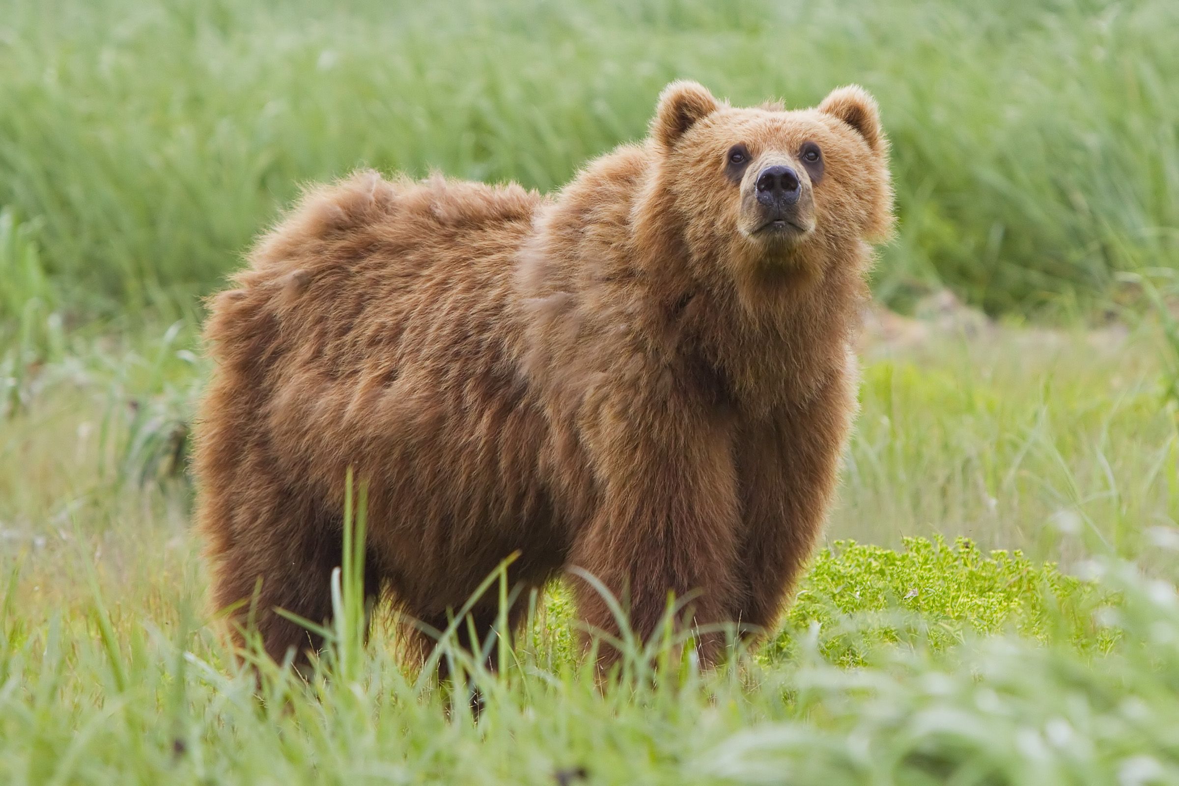 2400x1600 Brown bear