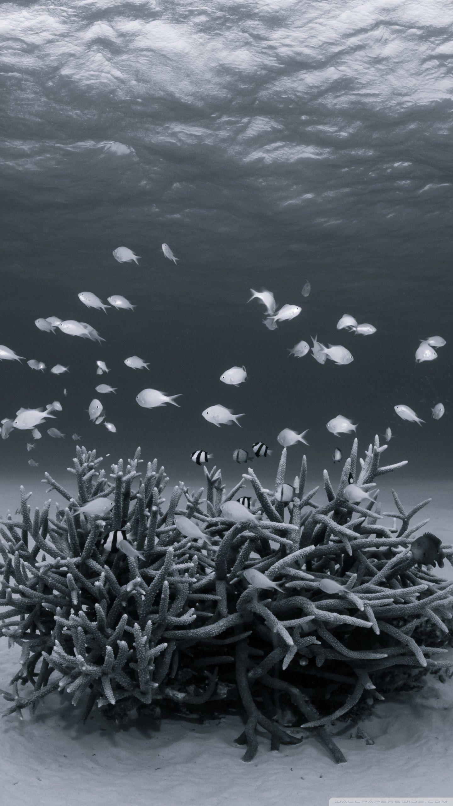 1440x2560 Underwater Black and White Ultra HD Desktop Background Wallpaper for 4K UHD TV : Widescreen & UltraWide Desktop & Laptop : Tablet
