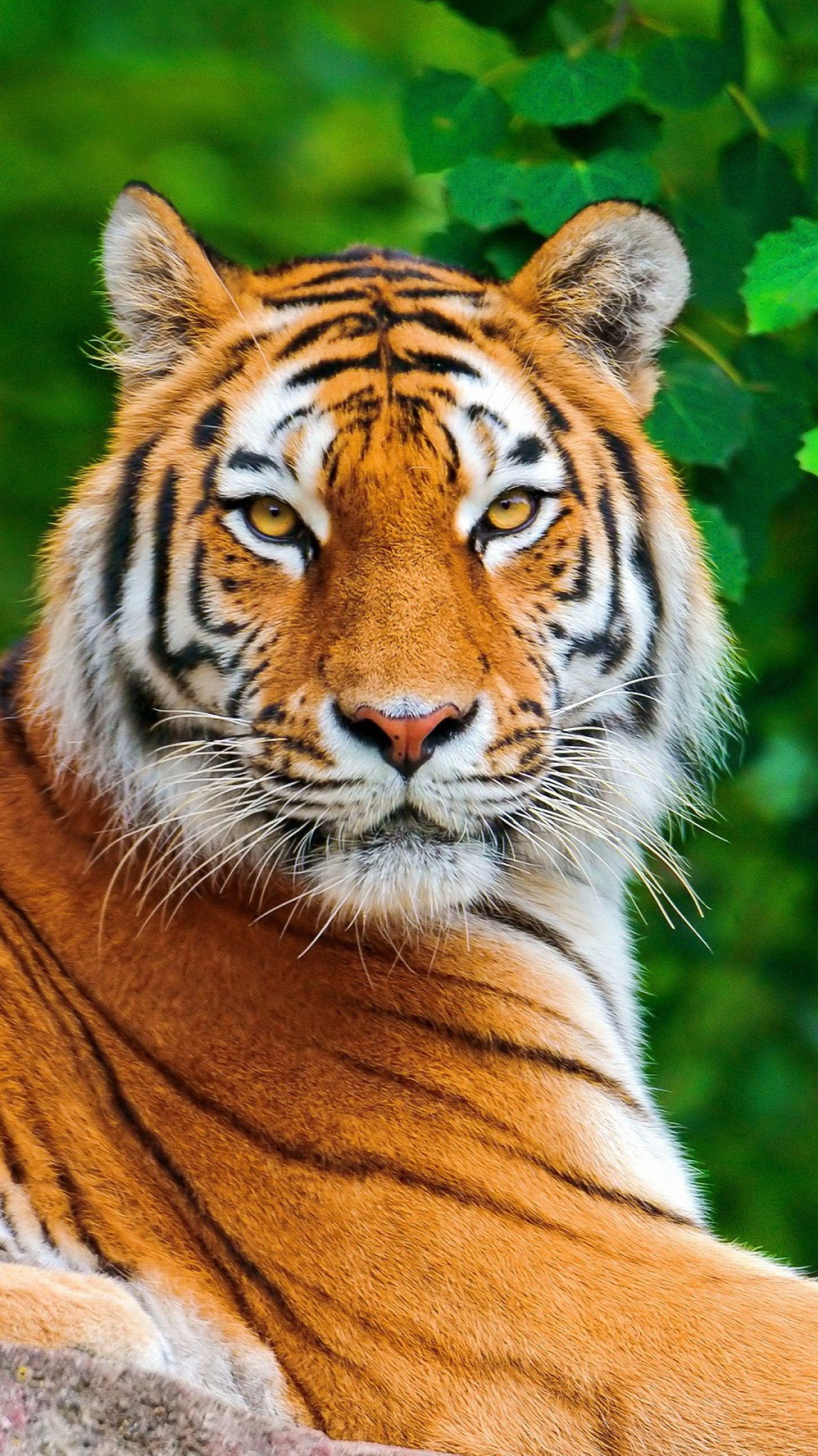 1440x2560 Hd Tiger Look Samsung Galaxy S6 S7 Wallpaper Wallpaper HD Tiger HD Wallpaper