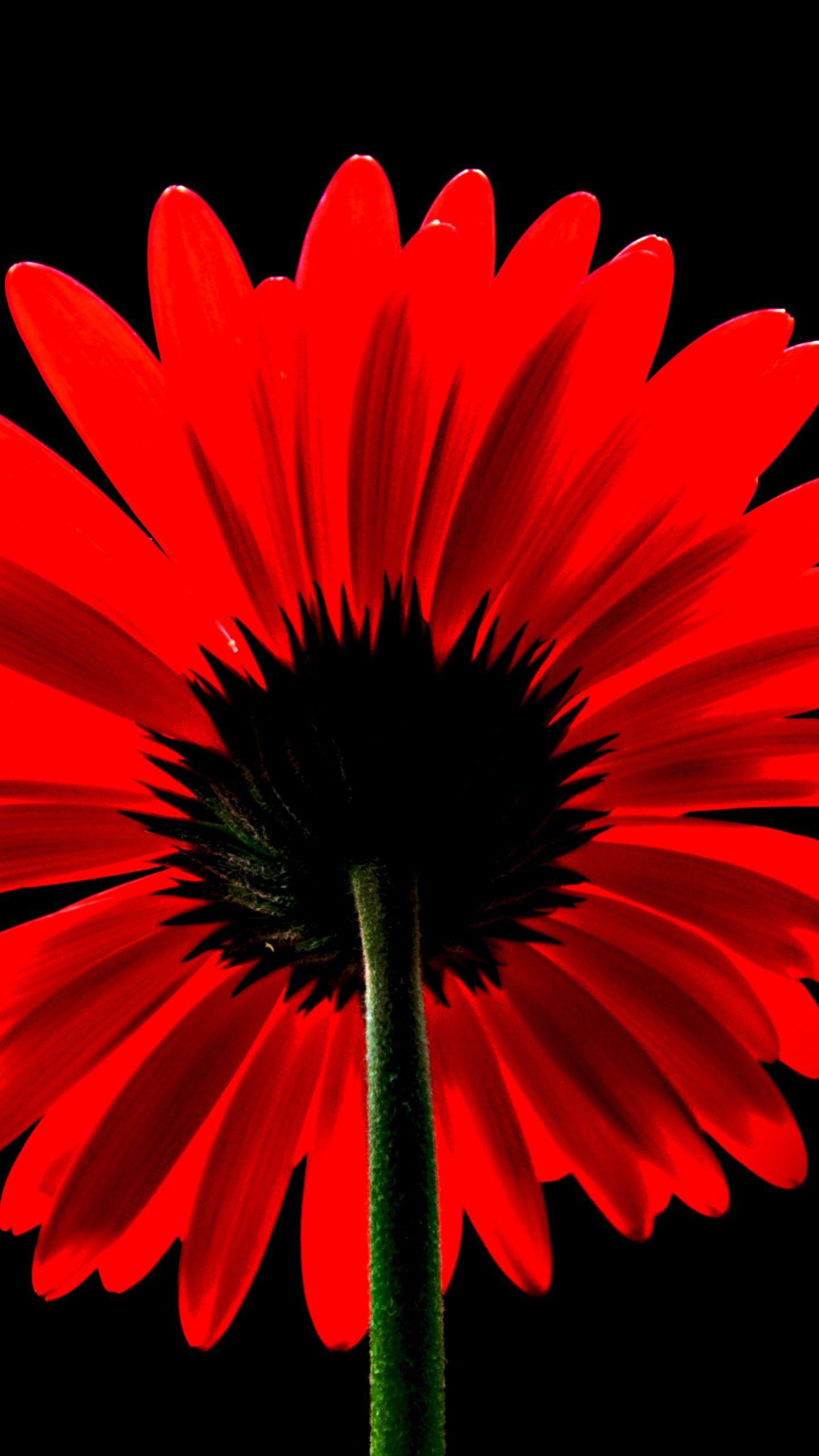 1440x2560 Red Gerbera Daisy 4K Wallpaper, Red flower, Black background, Red Daisy, 5K, Flowers
