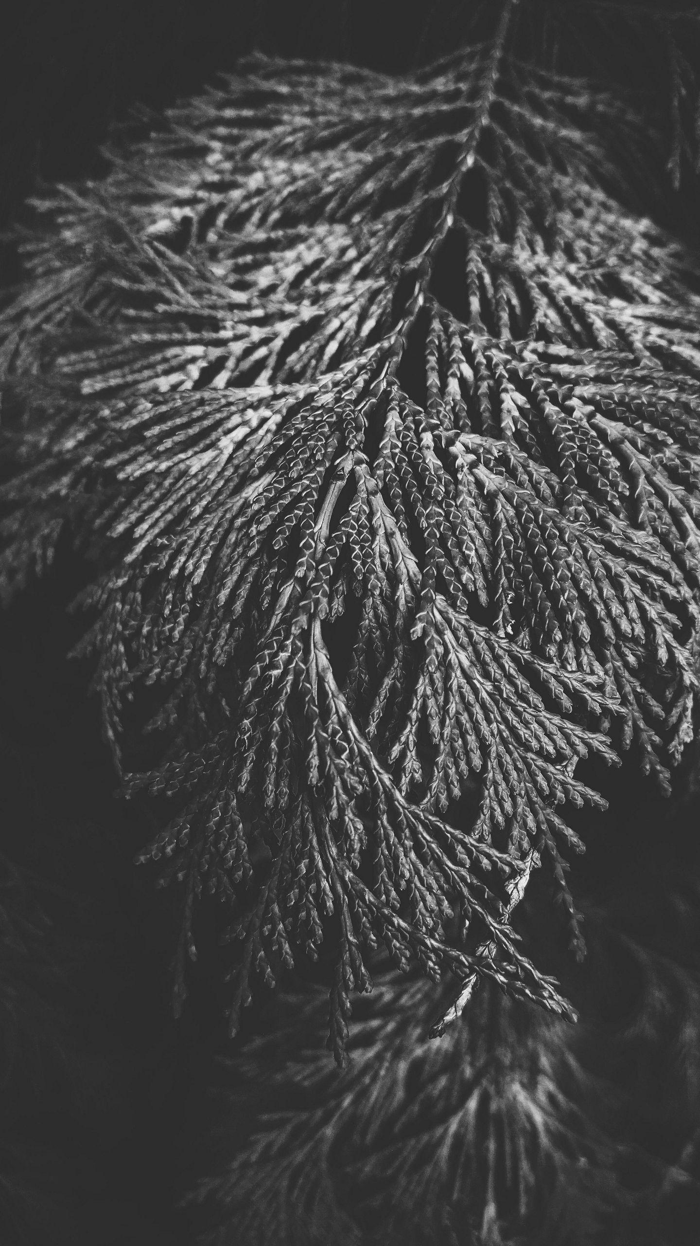 1440x2560 Black and White Wallpaper [1440x2560]