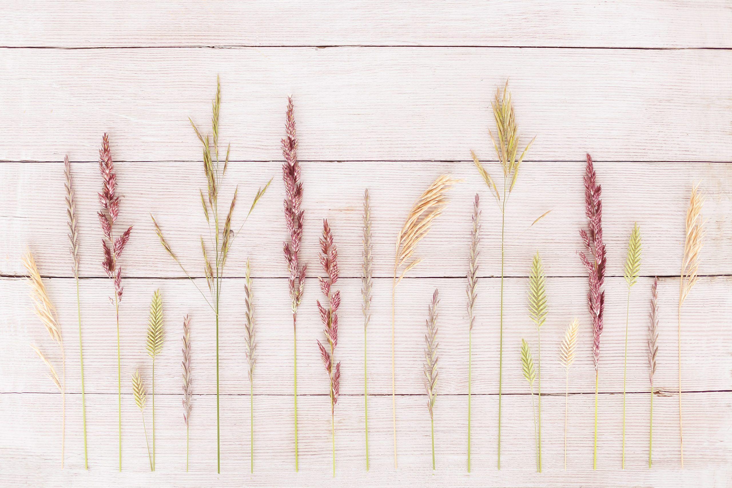 2560x1705 DIGITAL BLOOMS JULY 2020. FREE DESKTOP WALLPAPER