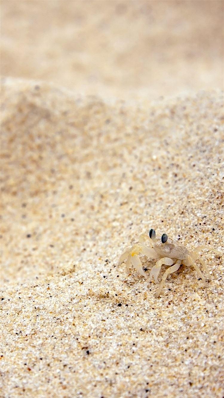 750x1334 Beach Sand Crab Hình nền iPhone 8 Tải xuống miễn phí
