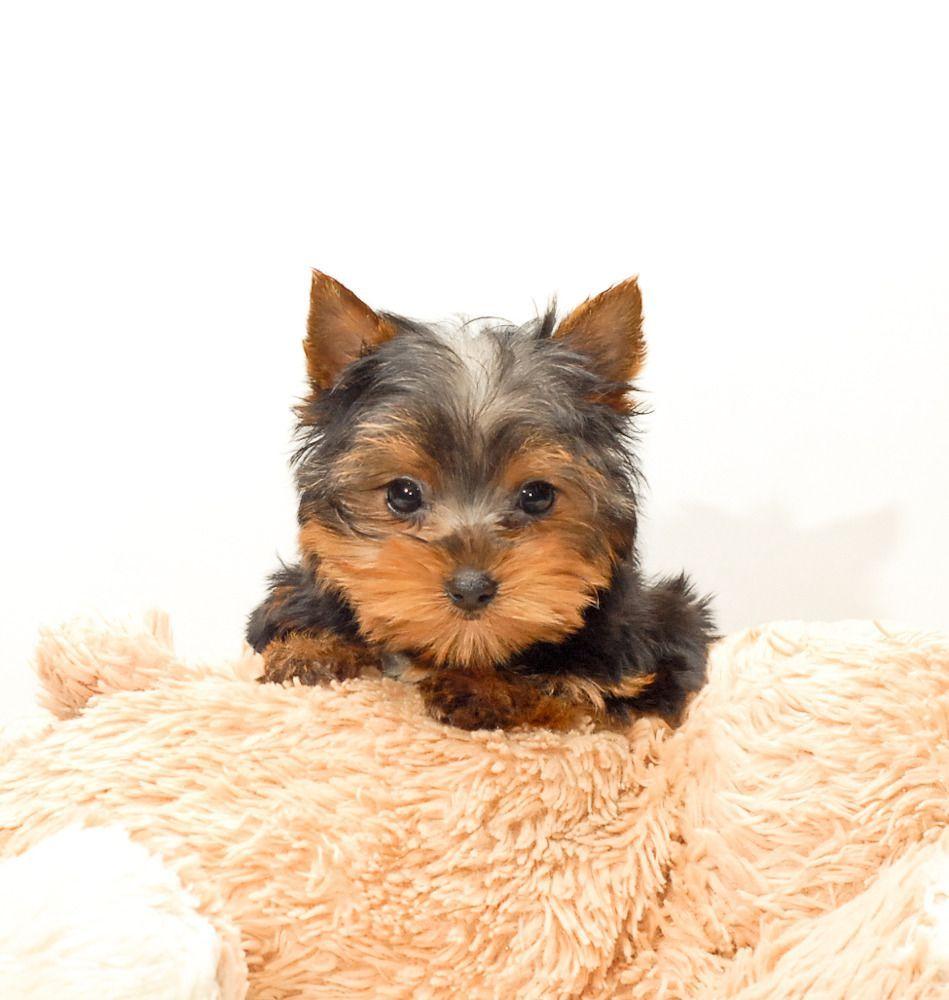 949x1000 Yorkshire Terrier HD Wallpaper