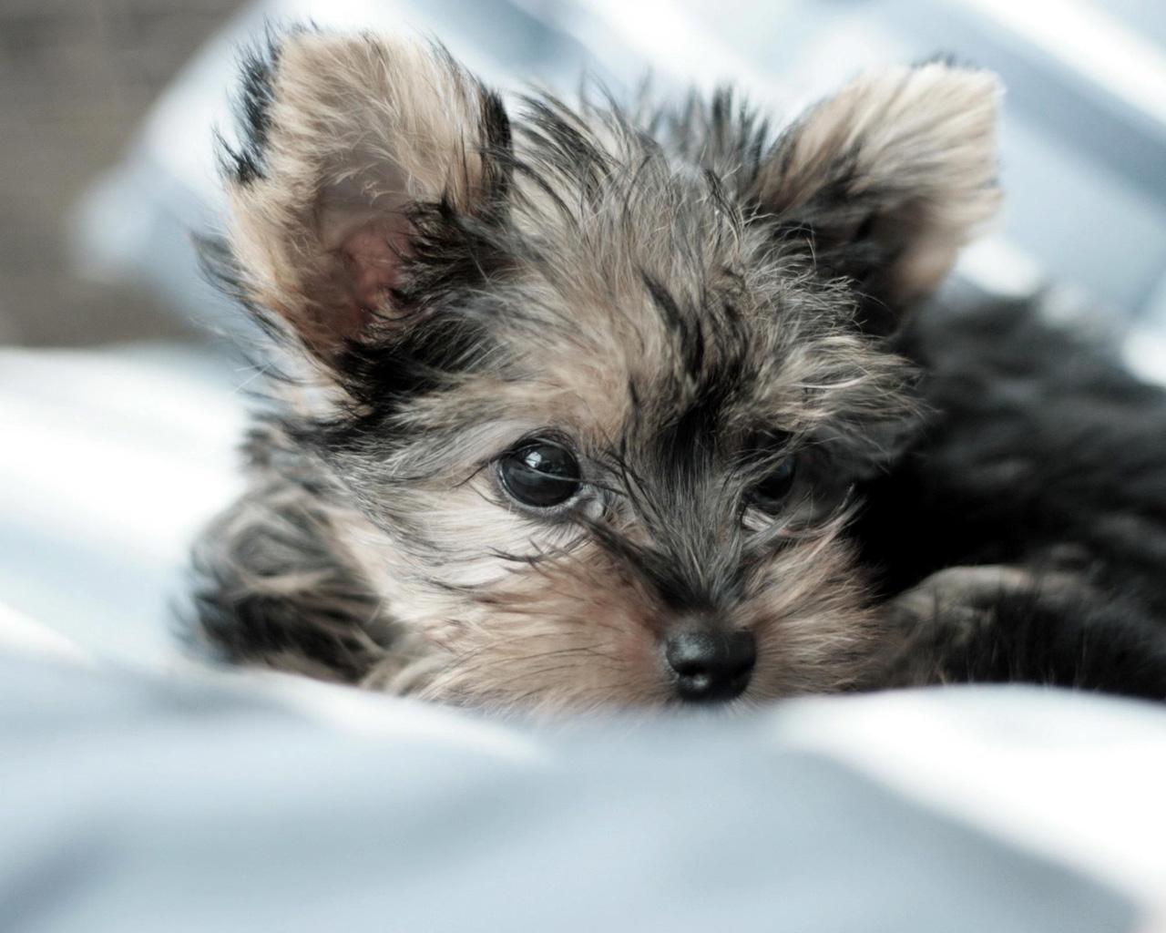 1280x1024 Yorkshire Terrier Puppy, Lying, Fluffy）HD Dog Wallpaper