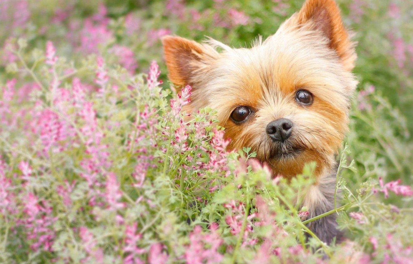 1332x850 Wallpaper look, flowers, dog, face, York, Yorkshire Terrier image for desktop, section собаки