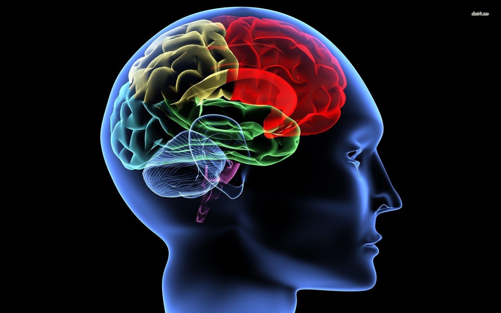 1920x1200 16152 Human Brain 1920x1200 Digital Art Wallpaper And Youth