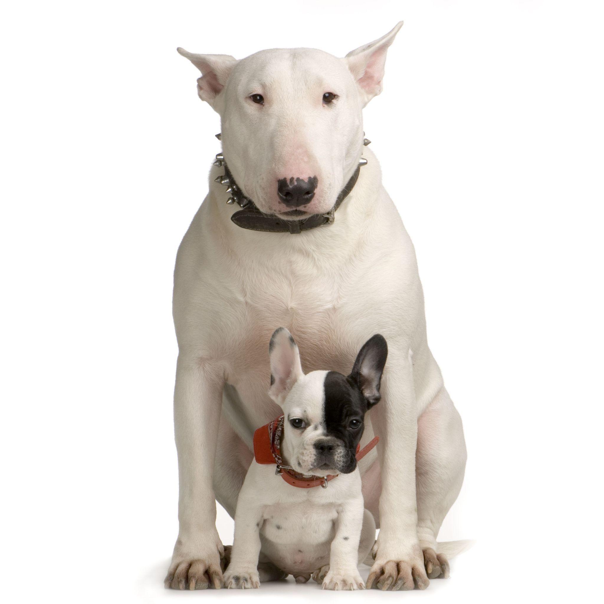 2048x2048 Bull Terrier wallpaper, Animal, HQ Bull Terrier pictureK Wallpaper 2019