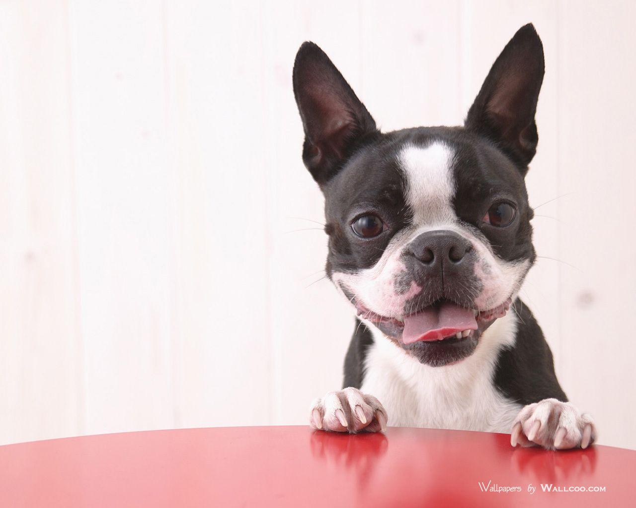 1280x1024 Boston Terrier Wallpaper