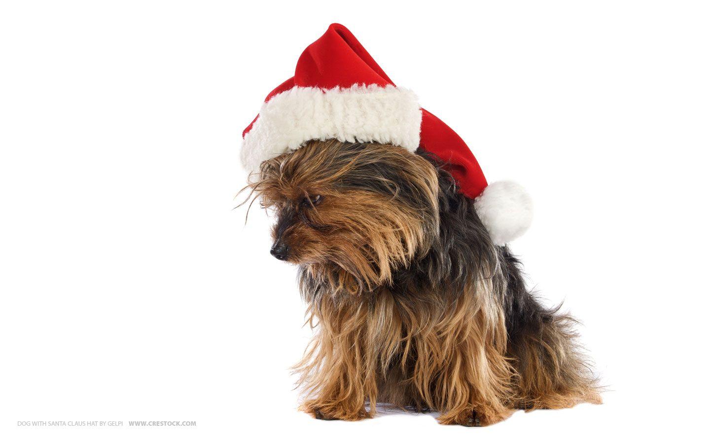 1440x900 Christmas Wallpaper Yorkie